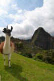 Machu Picchu. Fantastique 
